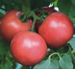 Томат Пинк Трит F1 - ООО «Семена Тут»