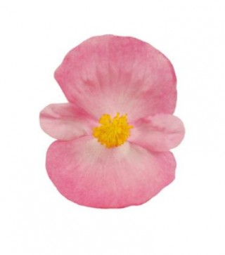 img-1: Бегония вечноцветущая зеленолистная Супер Кул Пинк [1000 драже] - ООО «Семена Тут»