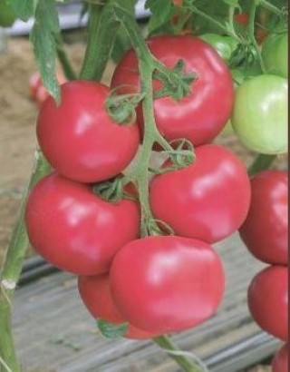 Томат Пинк 10740 F1 - ООО «Семена Тут»