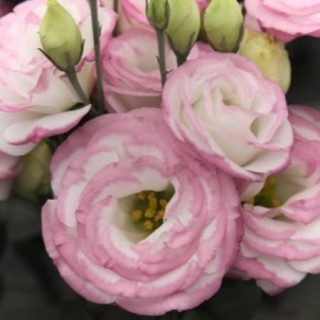 img-0: Эустома Крома 3 Пинк Пикоти [100 драже] - ООО «Семена Тут»