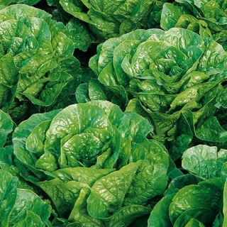 Салат Пиноккио - ООО «Семена Тут»