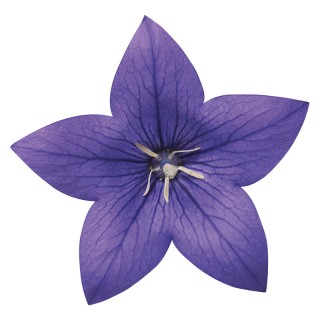 img-0: Платикодон Астра Блю [1000 шт] - ООО «Семена Тут»