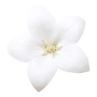 Платикодон Астра Пьюр Вайт [100 шт] - ООО «Семена Тут»