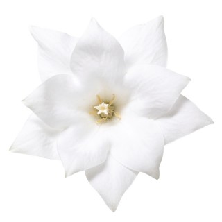 Платикодон Астра Вайт семи-дабл [1000 шт] - ООО «Семена Тут»