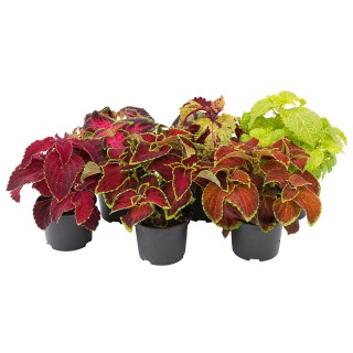 img-2: Колеус Файрвей Микс [1000 шт] - ООО «Семена Тут»