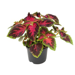 img-1: Колеус Файрвей Роуз [5000 шт] - ООО «Семена Тут»