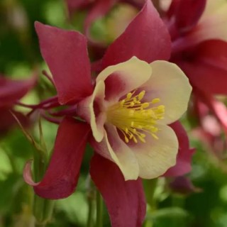 img-1: Аквилегия Эрлиберд Ред Еллоу [100 шт] - ООО «Семена Тут»