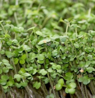 img-0: Цикорий листовой зеленый Джельсомино МЗ - ООО «Семена Тут»