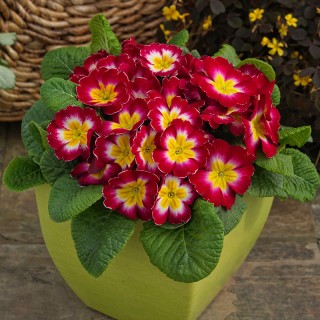 img-1: Примула Данесса Роуз Биколор [100 шт] - ООО «Семена Тут»