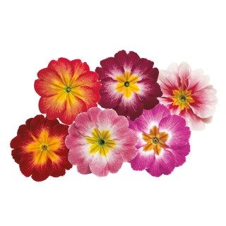 img-0: Примула Данова Метеор Микс [100 шт] - ООО «Семена Тут»