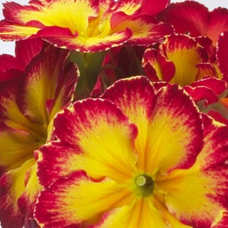 img-0: Примула полиантовая Файе [100 шт] - ООО «Семена Тут»