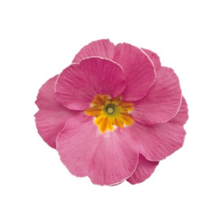 Примула полиантовая Супернова Пинк [1000 шт] - ООО «Семена Тут»