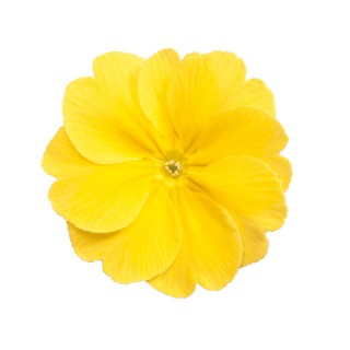 Примула полиантовая Супернова Еллоу [100 шт] - ООО «Семена Тут»