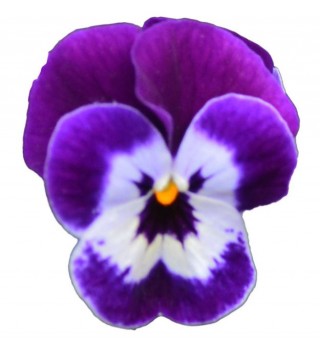 Виола рогатая Перфето Пурпл Фейс [1000 шт] - ООО «Семена Тут»