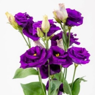 img-0: Эустома Крома 2 Пурпл [500 драже] - ООО «Семена Тут»