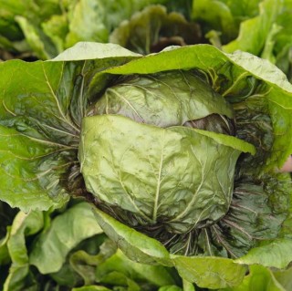 img-2: Цикорий салатный Раффаэло F1 Радичио Россо - ООО «Семена Тут»