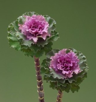 Капуста декоративная Крейн Раффл Роуз [100 шт] - ООО «Семена Тут»