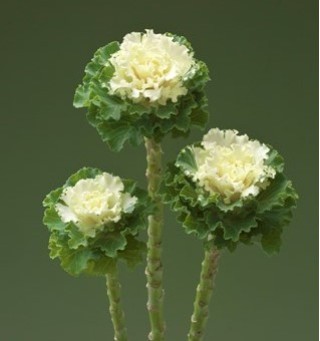 Капуста декоративная Крейн Раффл Вайт [100 шт] - ООО «Семена Тут»