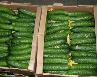 img-1: Огурец Раис F1 - ООО «Семена Тут»