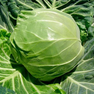 Капуста белокочанная Рапидион F1 - ООО «Семена Тут»
