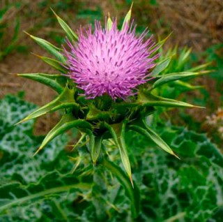 img-0: Расторопша пятнистая Дебют - ООО «Семена Тут»