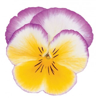 img-0: Виола крупноцветковая Ультима Редиенс Лилак [1000 шт] - ООО «Семена Тут»