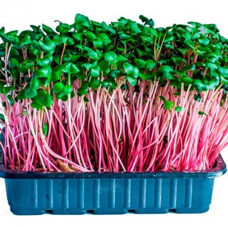 Редис Белокрайка МЗ - ООО «Семена Тут»