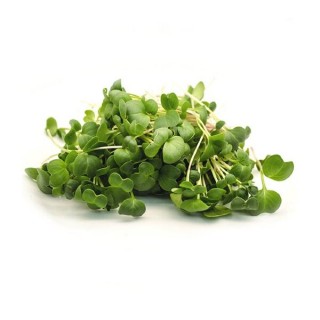 img-0: Редька черная Карбон МЗ - ООО «Семена Тут»