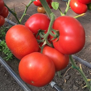 img-0: Томат Рестлер F1 - ООО «Семена Тут»