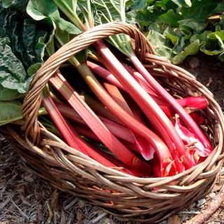 Ревень Виктория - ООО «Семена Тут»