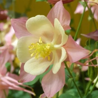 Аквилегия Сван Пинк энд Еллоу [100 шт] - ООО «Семена Тут»