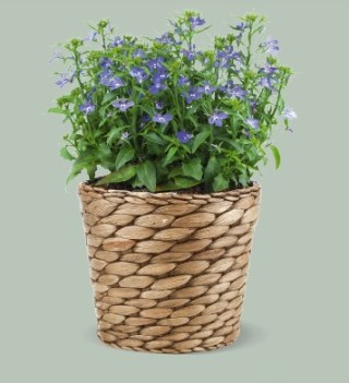 img-1: Лобелия прямостоячая Палас Роял [50 м/драже] - ООО «Семена Тут»