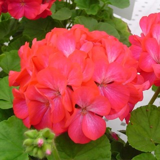 Пеларгония зональная Апаче Роуз Биколор [250 шт] - ООО «Семена Тут»