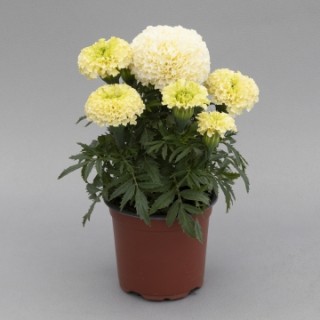 img-1: Бархатцы прямостоячие Вайтголд Мини [1000 шт] - ООО «Семена Тут»