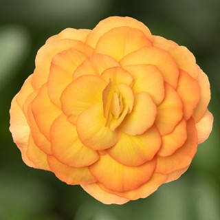 img-0: Бегония клубневая Лимитлесс Сансет [250 драже] - ООО «Семена Тут»