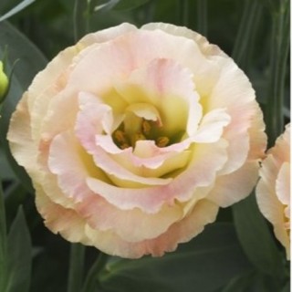 img-0: Эустома Крома 2 Шампань [100 драже] - ООО «Семена Тут»