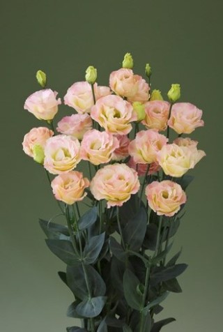 img-1: Эустома Крома 2 Шампань [100 драже] - ООО «Семена Тут»