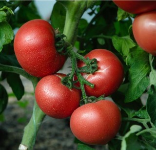 img-0: Томат Шидс F1 - ООО «Семена Тут»