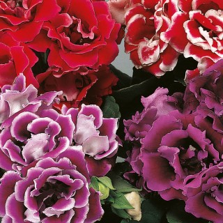 img-1: Глоксиния Брокад F1 Микс [1000 драже] - ООО «Семена Тут»