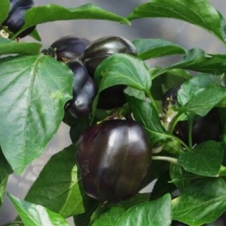 img-0: Перец декоративный Сириус [10 шт] - ООО «Семена Тут»