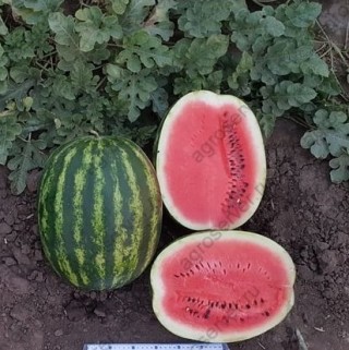 img-1: Арбуз Скиф F1 - ООО «Семена Тут»