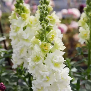 img-0: Львиный зев Мадам Баттерфляй Айвори [100 шт] - ООО «Семена Тут»