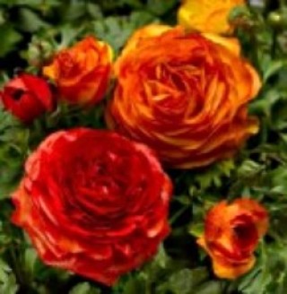 Ранункулюс Мэджик Файрбол [1000 драже] - ООО «Семена Тут»