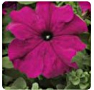 Петуния грандифлора Тритуния Парпл [1000 драже] - ООО «Семена Тут»