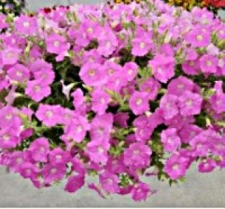 Петуния ампельная Опера Пинк [1000 драже] - ООО «Семена Тут»