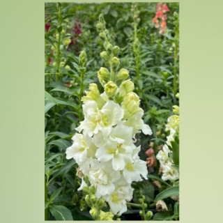 img-1: Львиный зев Мадам Баттерфляй Айвори [100 шт] - ООО «Семена Тут»