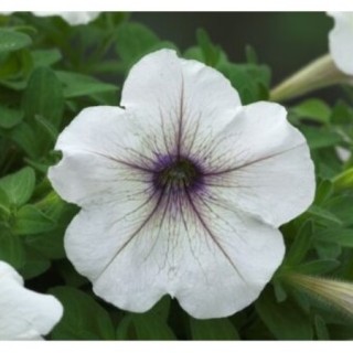 Петуния гибридная Трилоджи Сильвер Блотч [1050 драже] - ООО «Семена Тут»