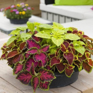 img-1: Колеус Файрвей Микс [1000 шт] - ООО «Семена Тут»