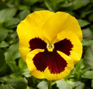 Виола крупноцветковая Фино F1 Еллоу виз Блотч [1000 шт] - ООО «Семена Тут»