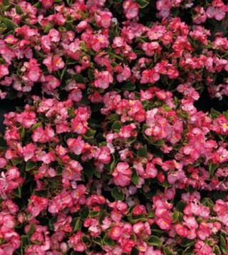 img-1: Бегония вечноцветущая зеленолистная Супер Кул Блаш [1000 драже] - ООО «Семена Тут»